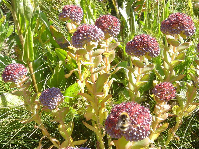 Hylotelephium anacampseros photo